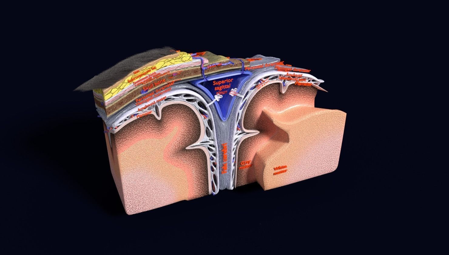 brain with meninges labelled detail 3D model_87