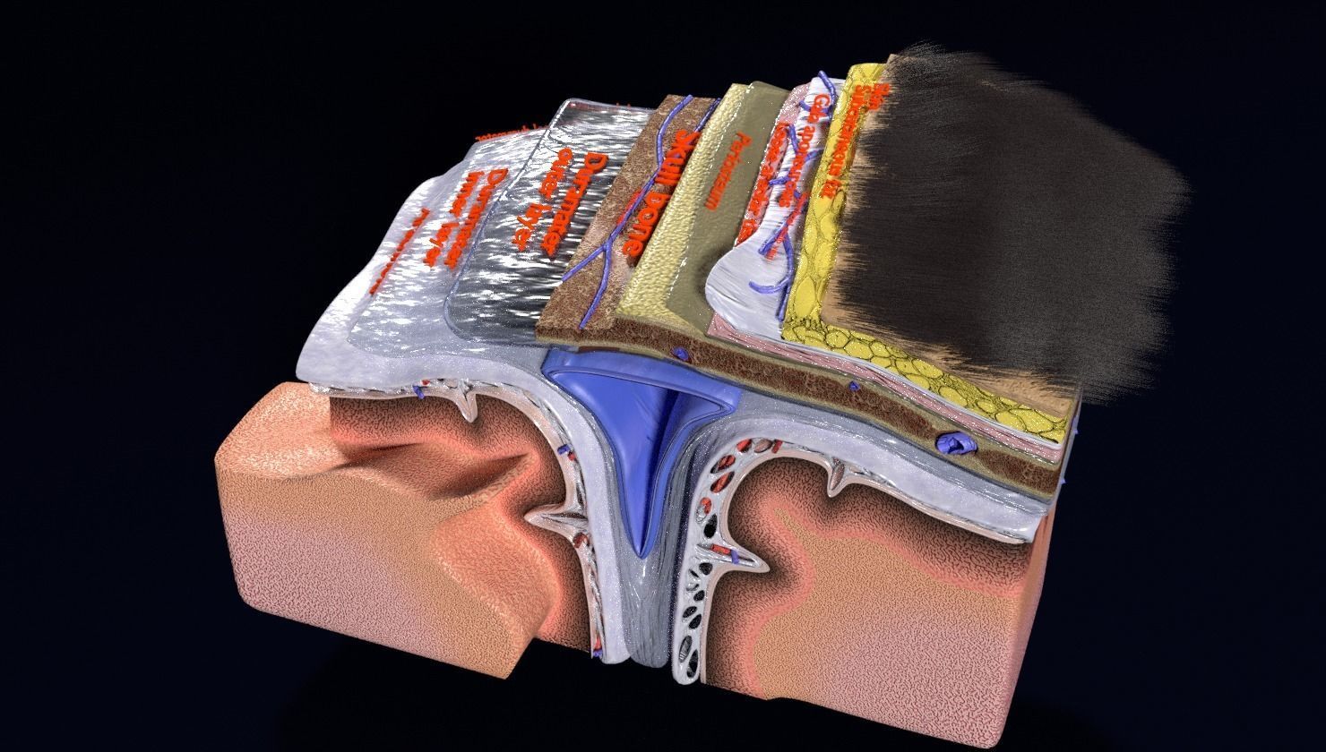 brain with meninges labelled detail 3D model_34