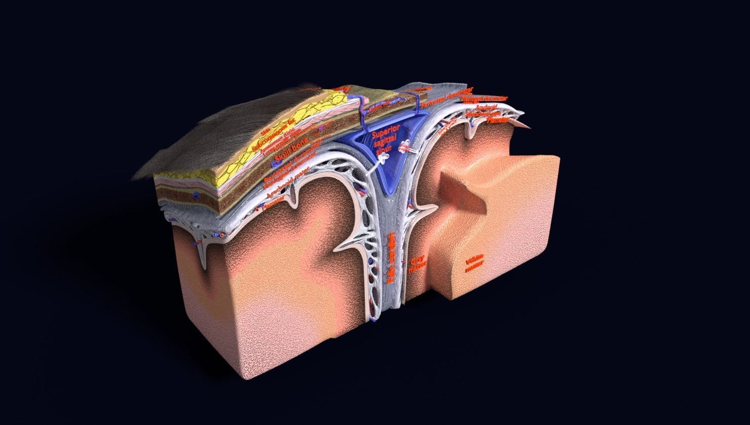 brain with meninges labelled detail 3D model_90