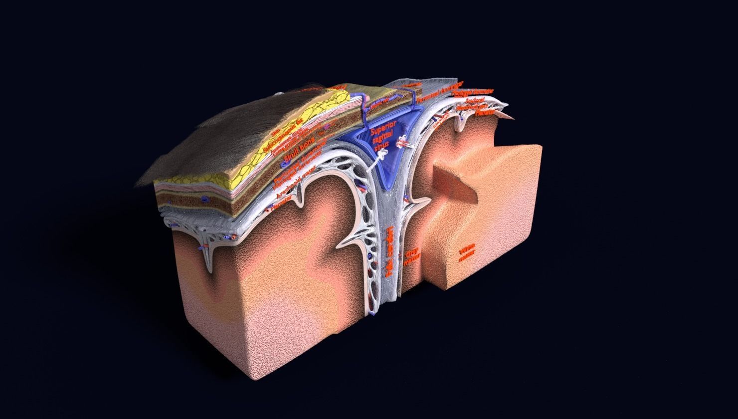 brain with meninges labelled detail 3D model_93