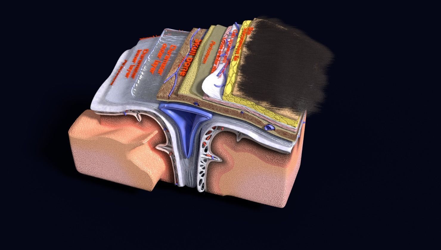 brain with meninges labelled detail 3D model_114