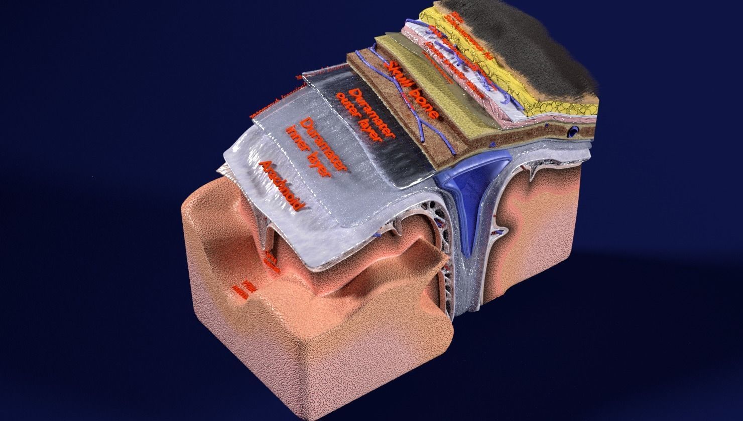 brain with meninges labelled detail 3D model_30