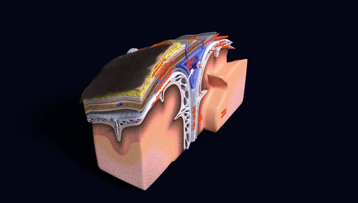 brain with meninges labelled detail 3D model_94