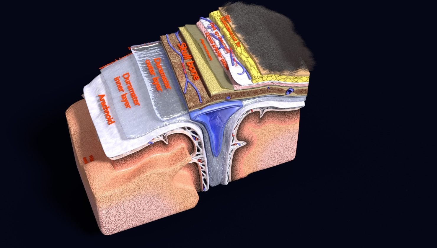brain with meninges labelled detail 3D model_51