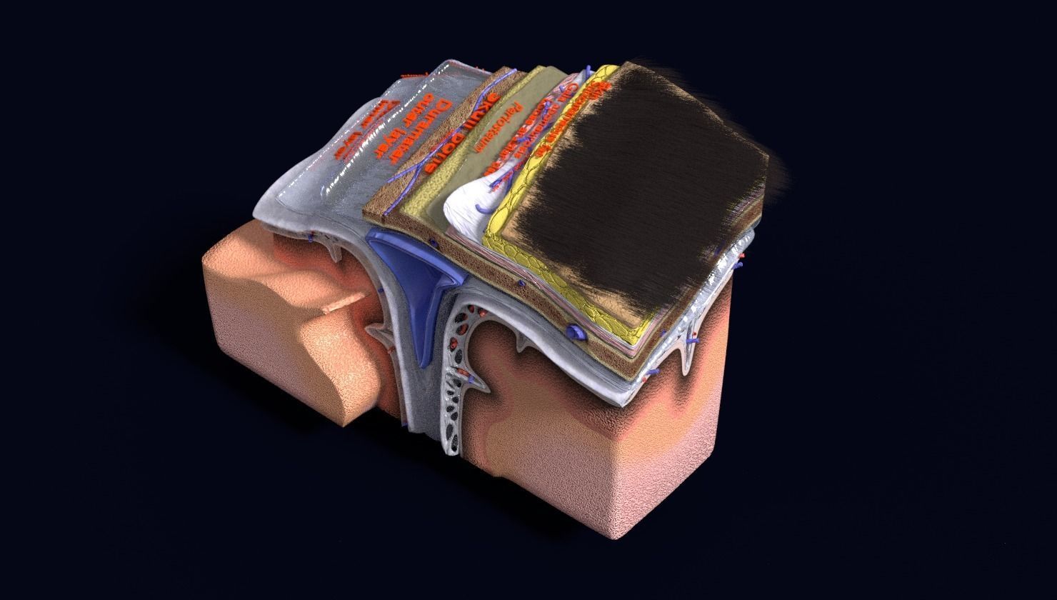 brain with meninges labelled detail 3D model_109