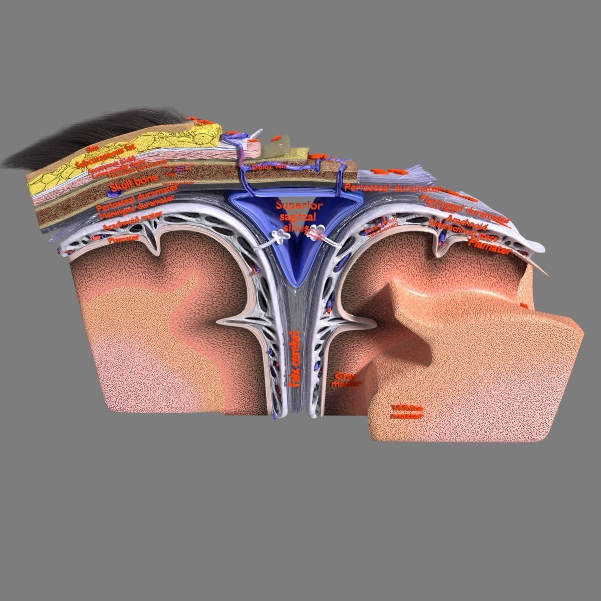 brain with meninges labelled detail 3D model_21