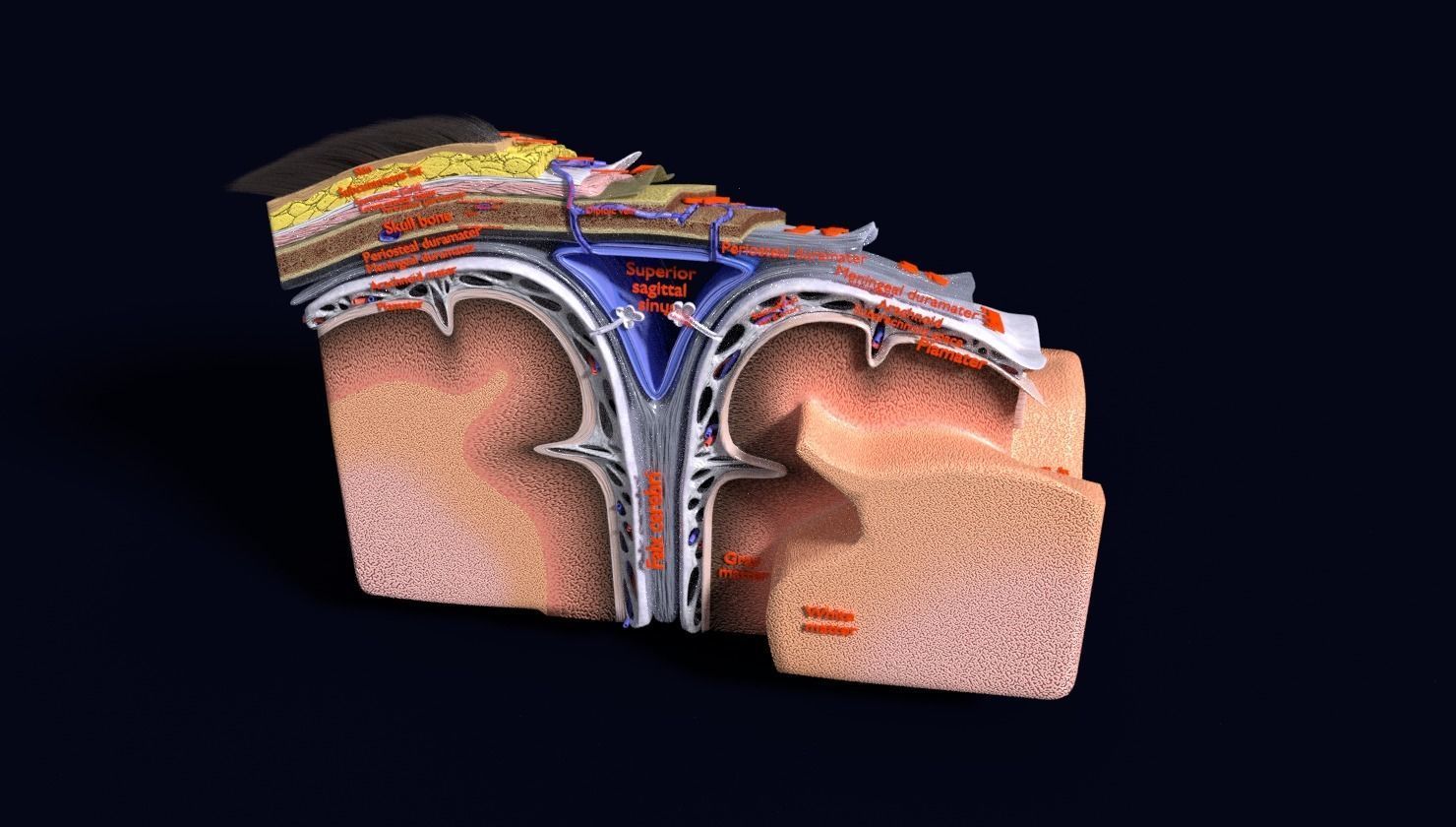 brain with meninges labelled detail 3D model_80