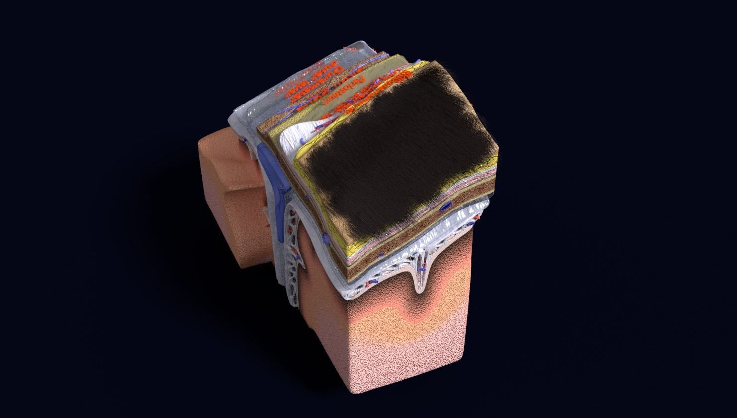 brain with meninges labelled detail 3D model_105