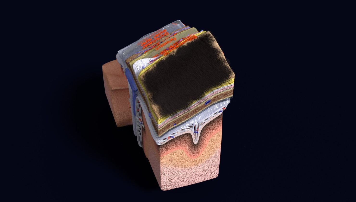 brain with meninges labelled detail 3D model_104