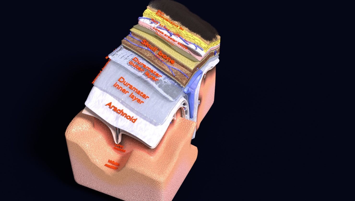 brain with meninges labelled detail 3D model_59