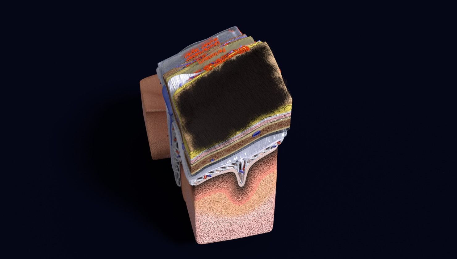 brain with meninges labelled detail 3D model_103