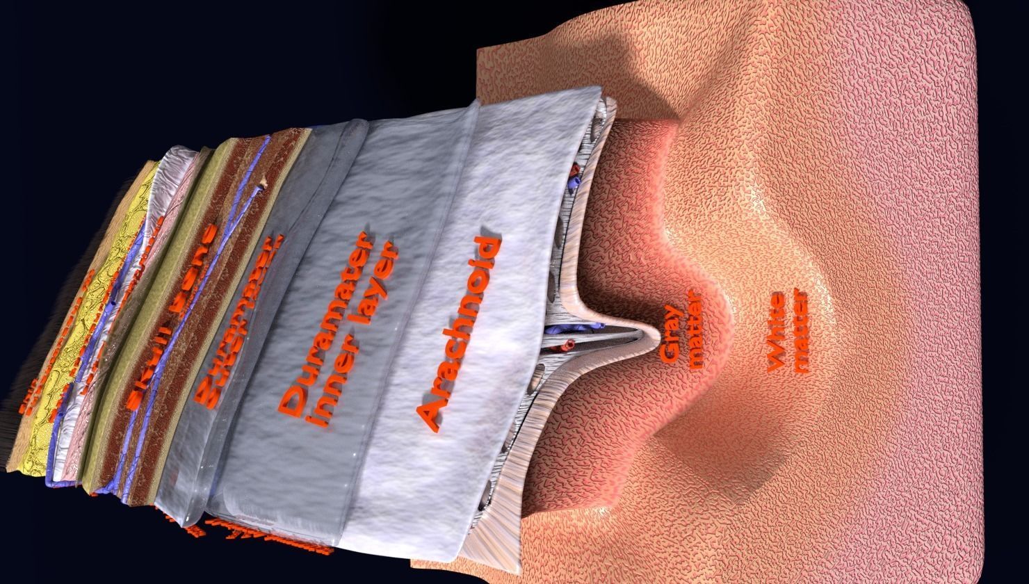 brain with meninges labelled detail 3D model_41