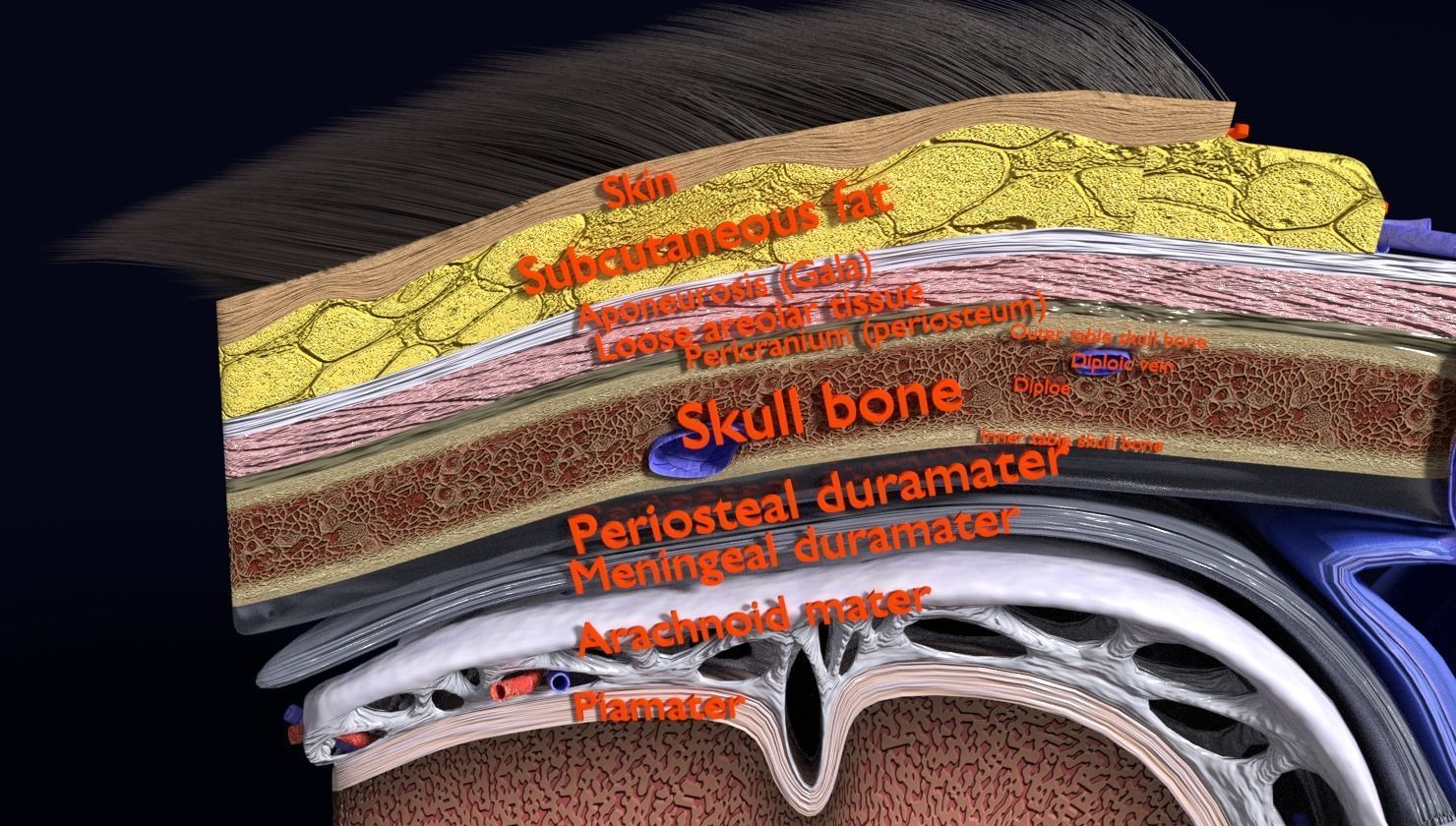 brain with meninges labelled detail 3D model_33