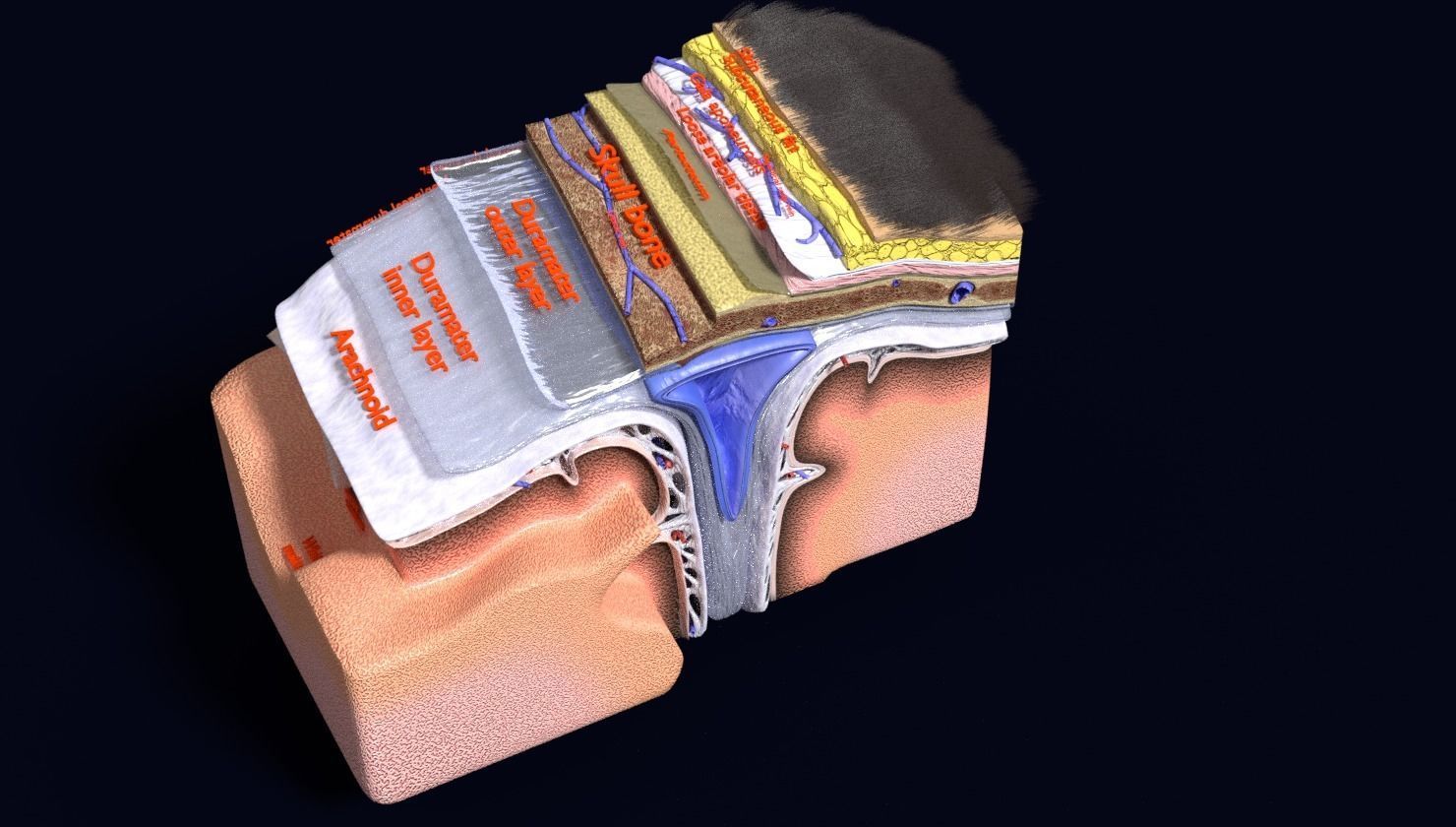 brain with meninges labelled detail 3D model_52