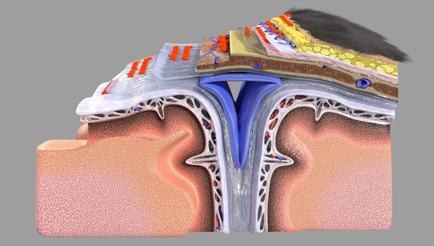 brain with meninges labelled detail 3D model_25