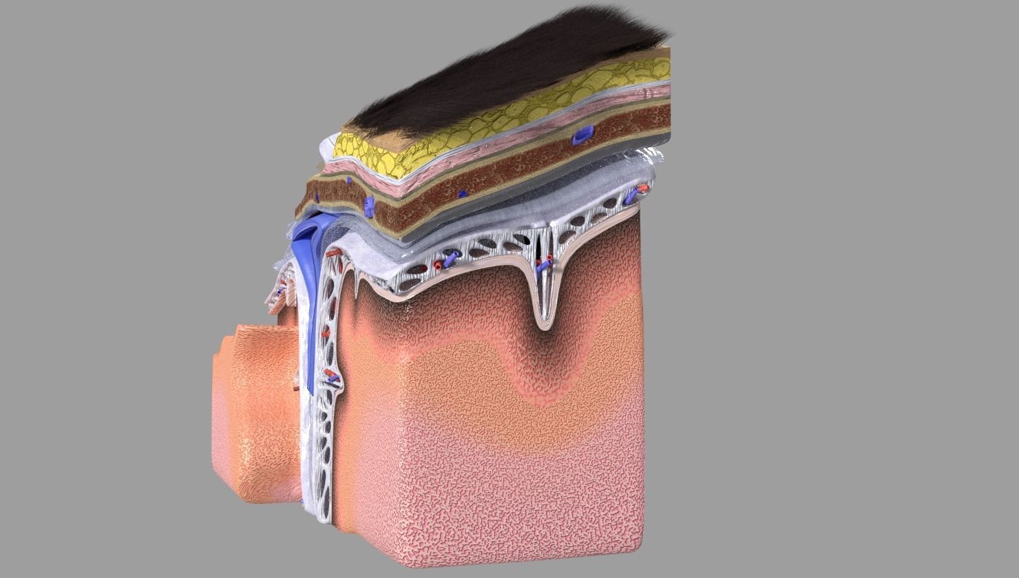 brain with meninges labelled detail 3D model_18