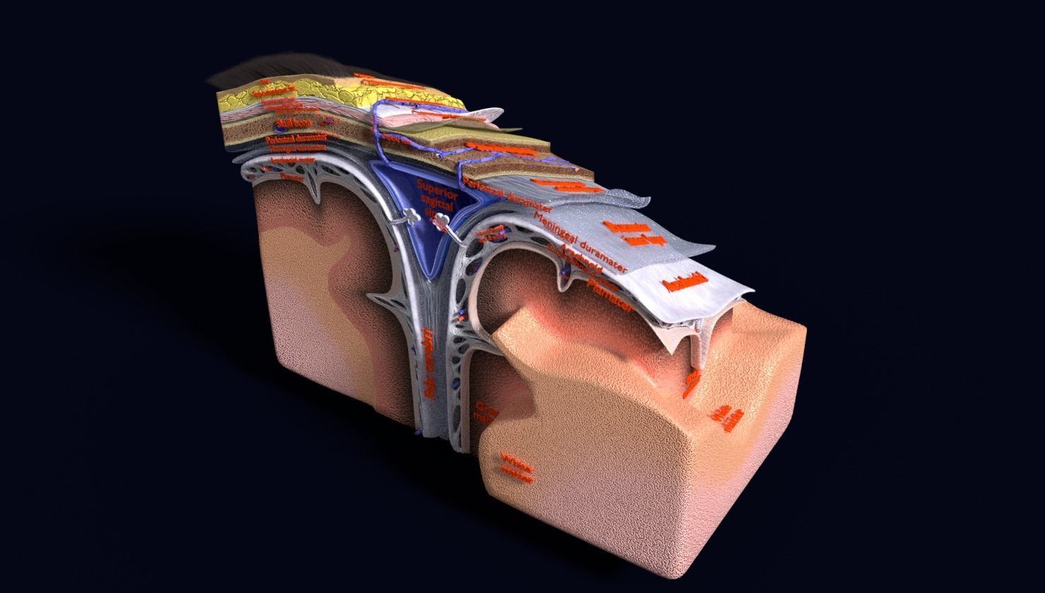 brain with meninges labelled detail 3D model_74