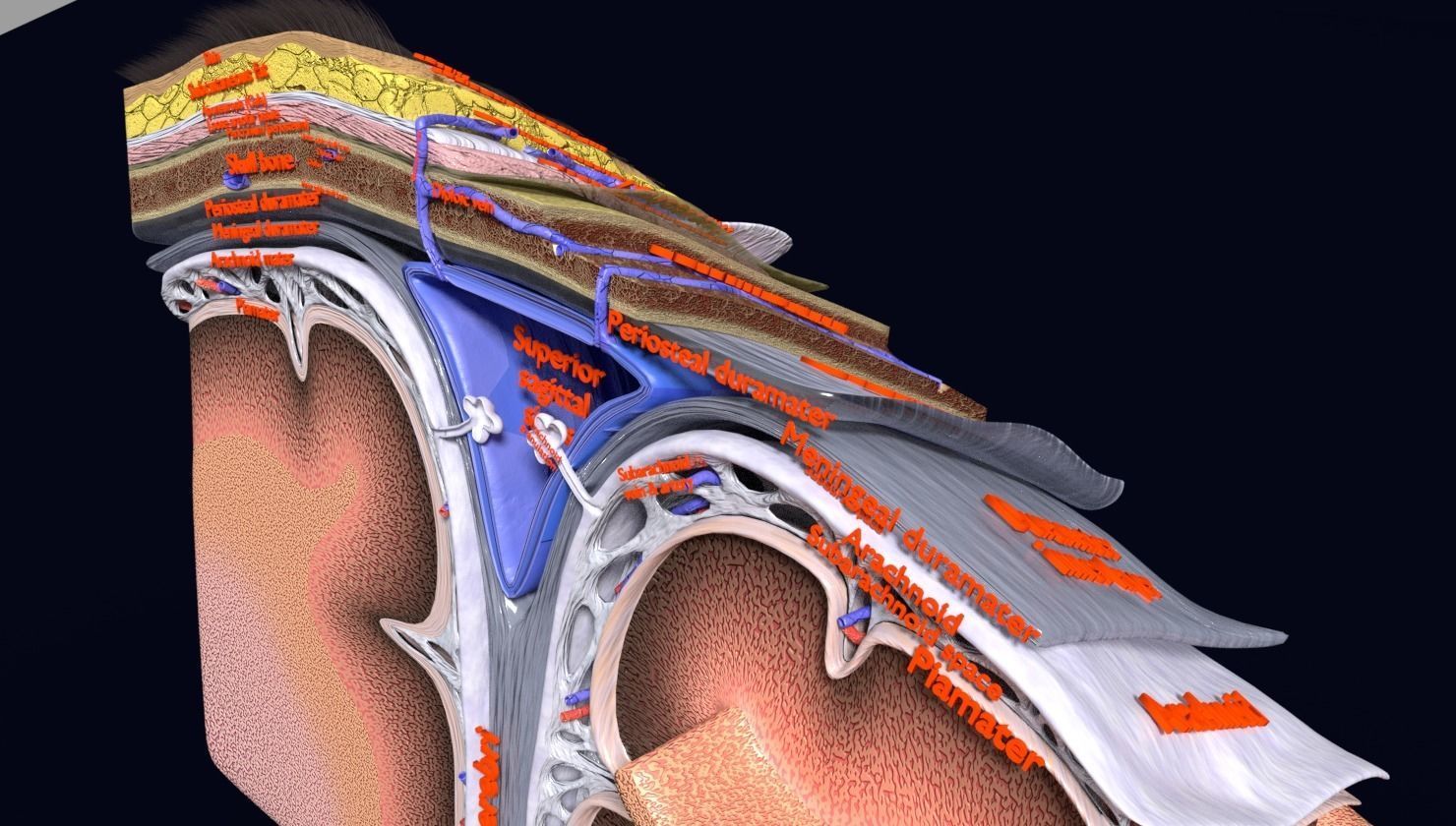 brain with meninges labelled detail 3D model_2