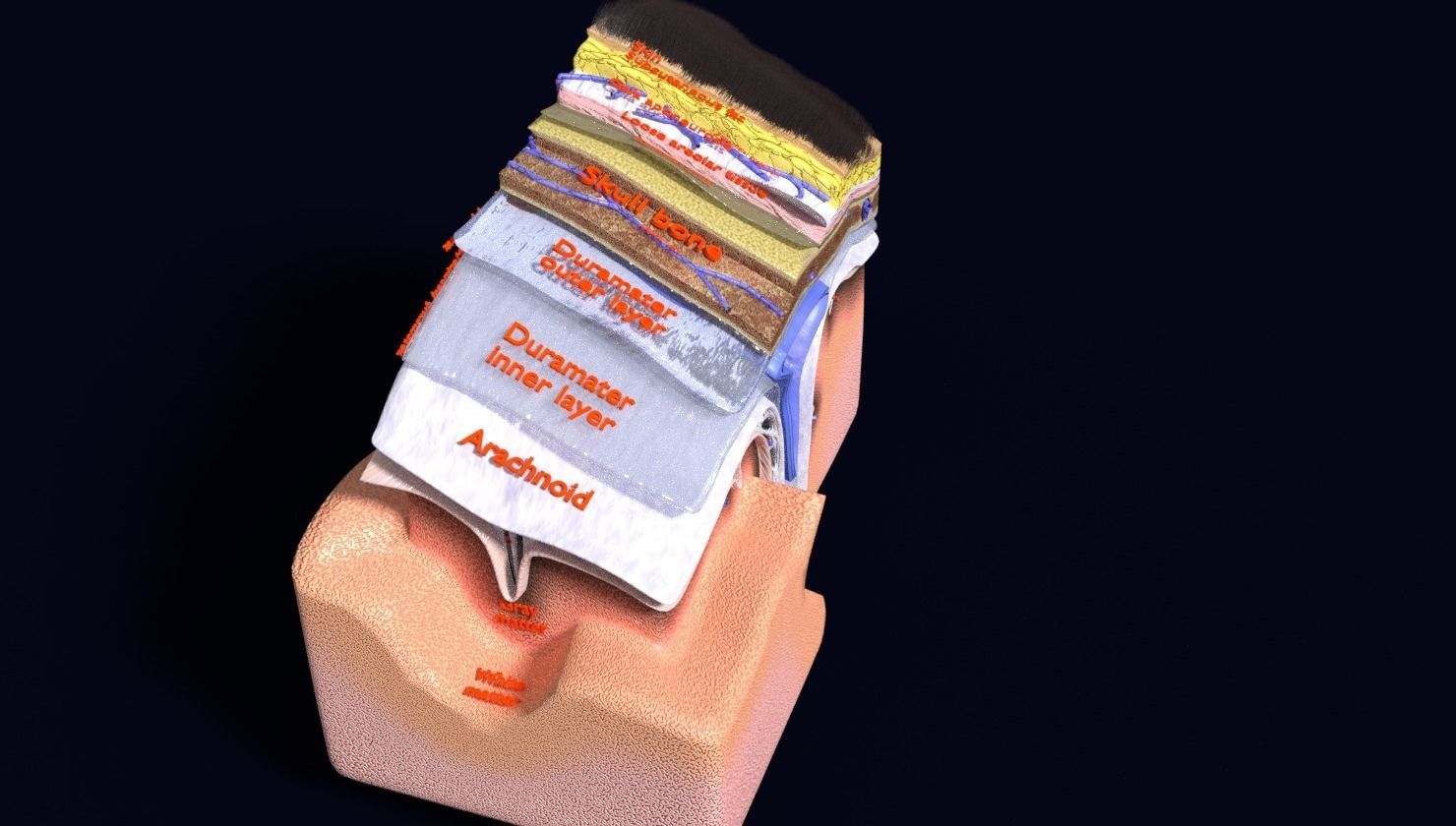 brain with meninges labelled detail 3D model_60