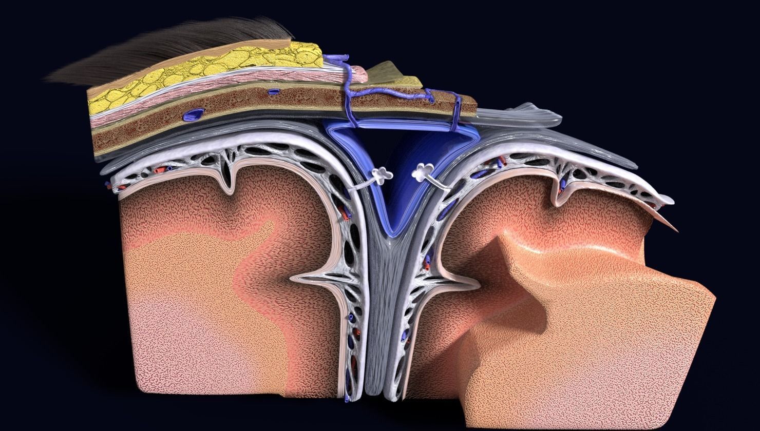 brain with meninges labelled detail 3D model_28