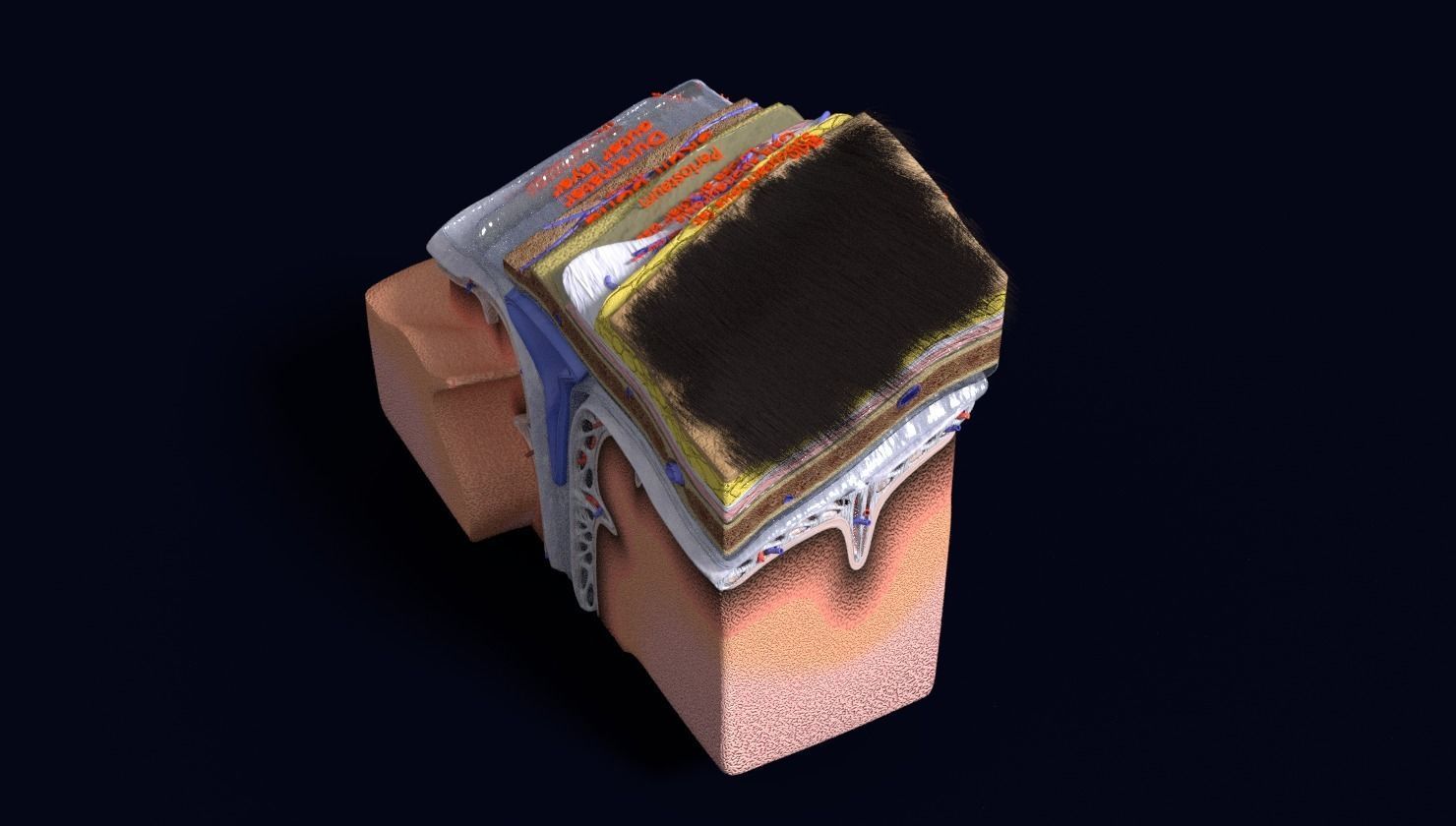 brain with meninges labelled detail 3D model_106