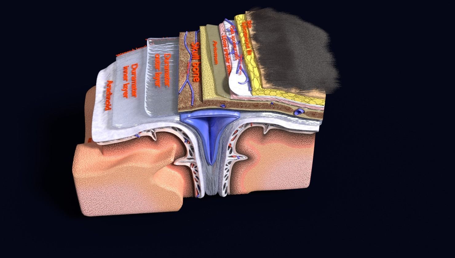 brain with meninges labelled detail 3D model_115