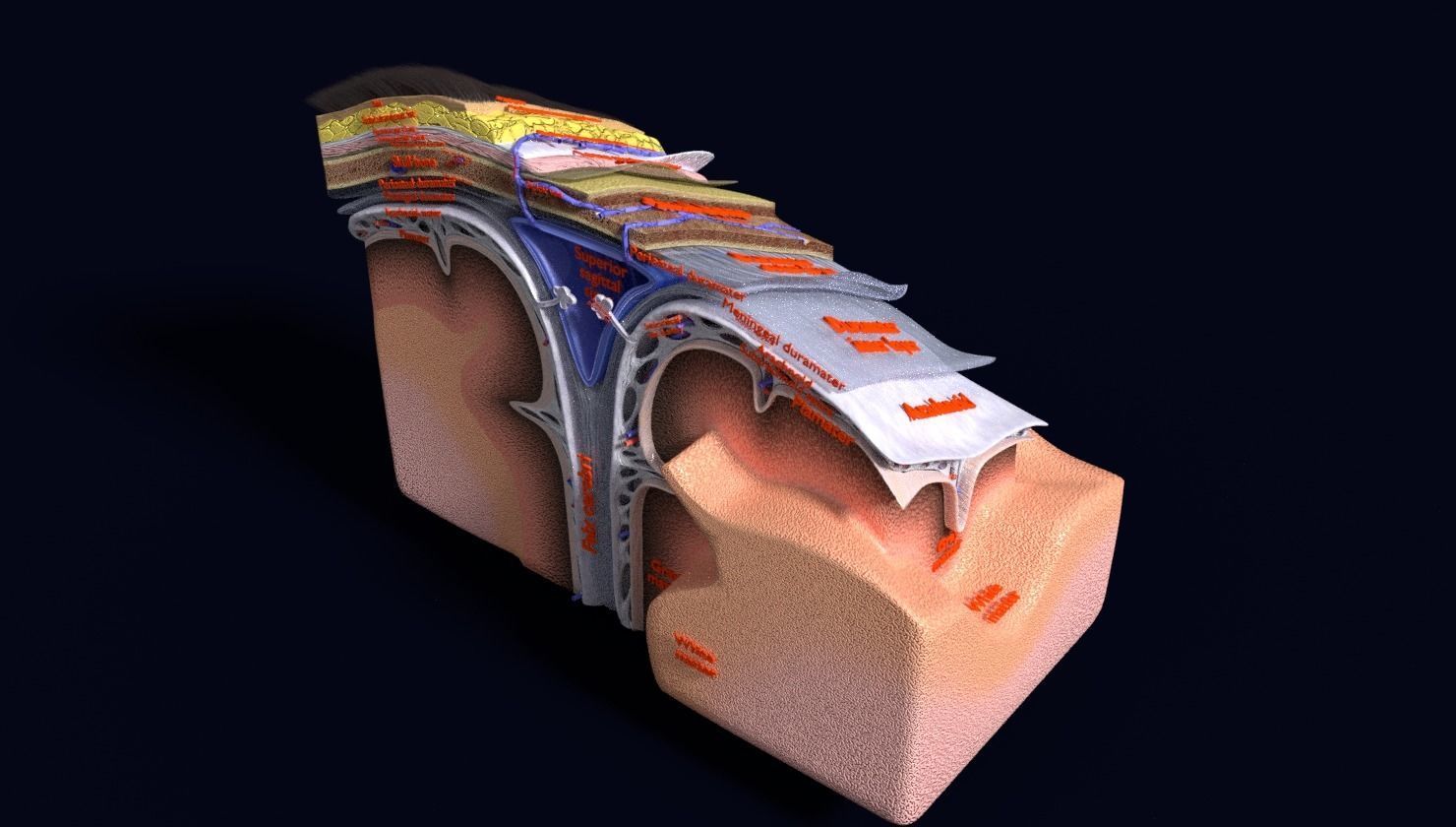 brain with meninges labelled detail 3D model_75