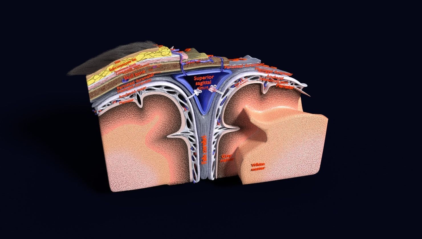 brain with meninges labelled detail 3D model_86