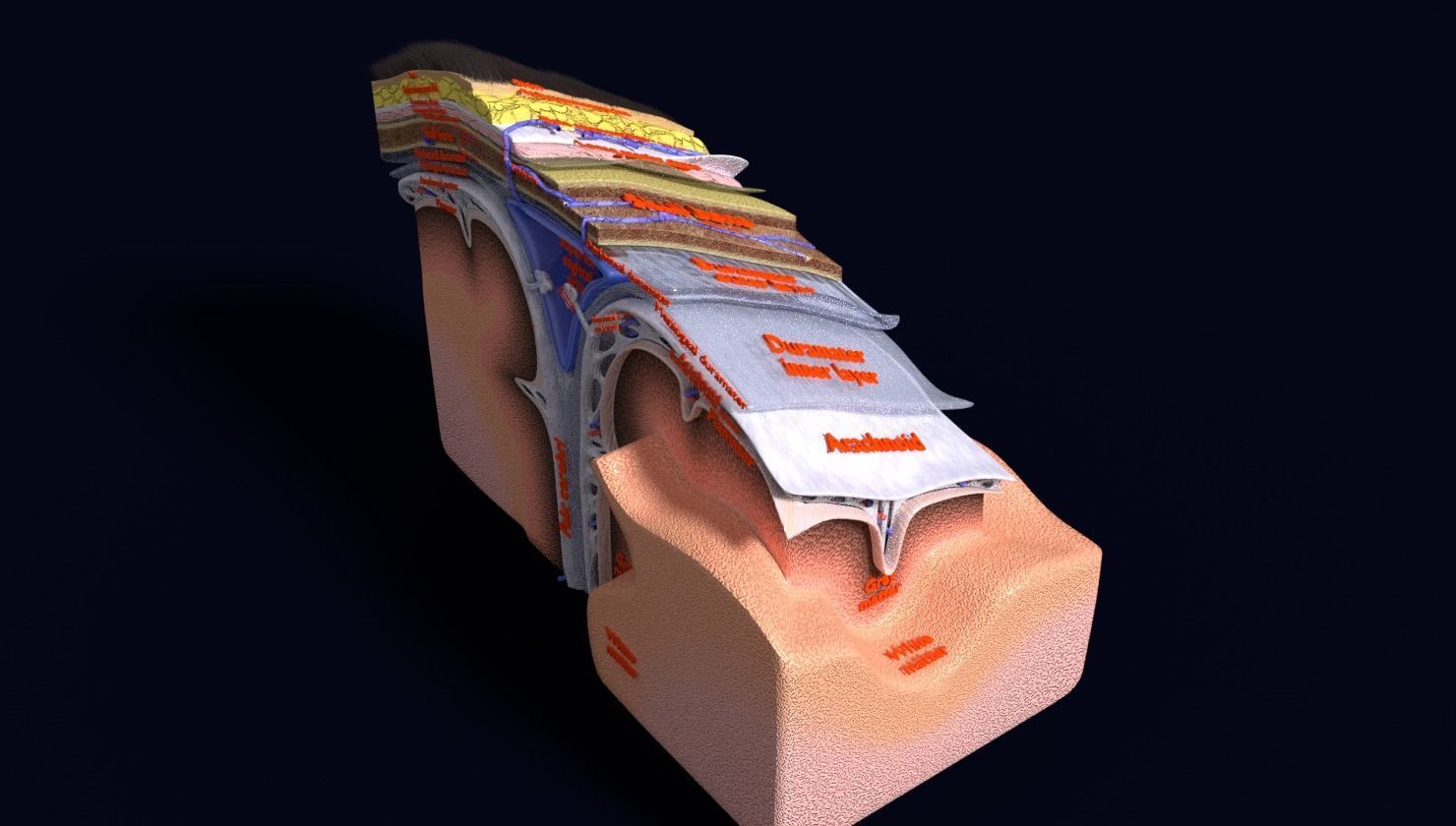 brain with meninges labelled detail 3D model_73
