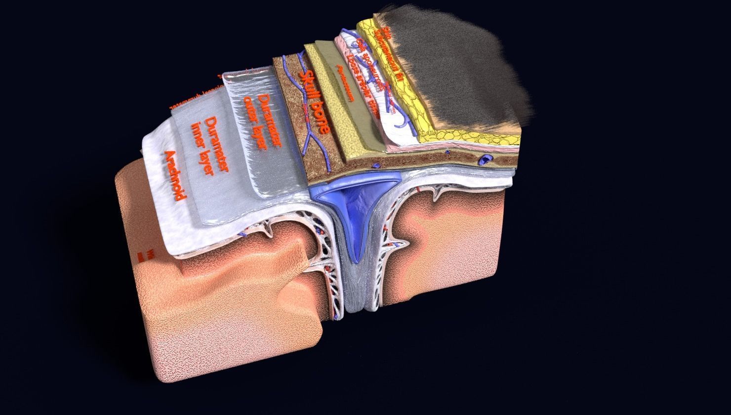 brain with meninges labelled detail 3D model_122