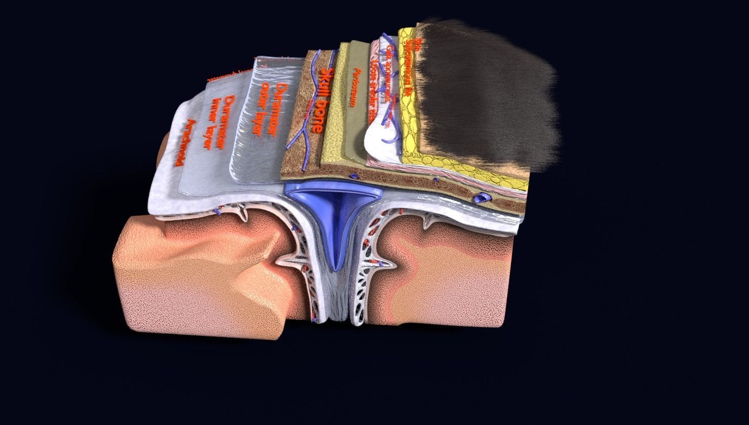 brain with meninges labelled detail 3D model_118