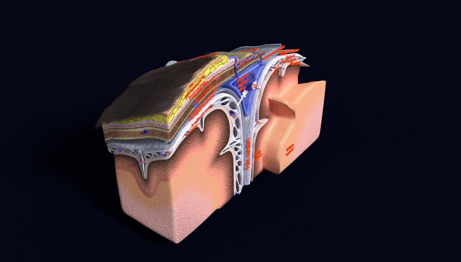 brain with meninges labelled detail 3D model_92