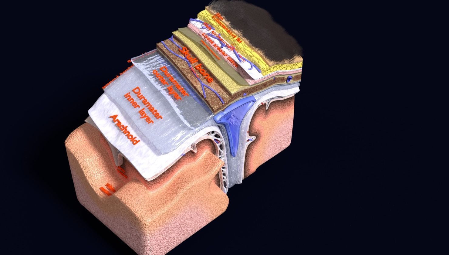 brain with meninges labelled detail 3D model_56