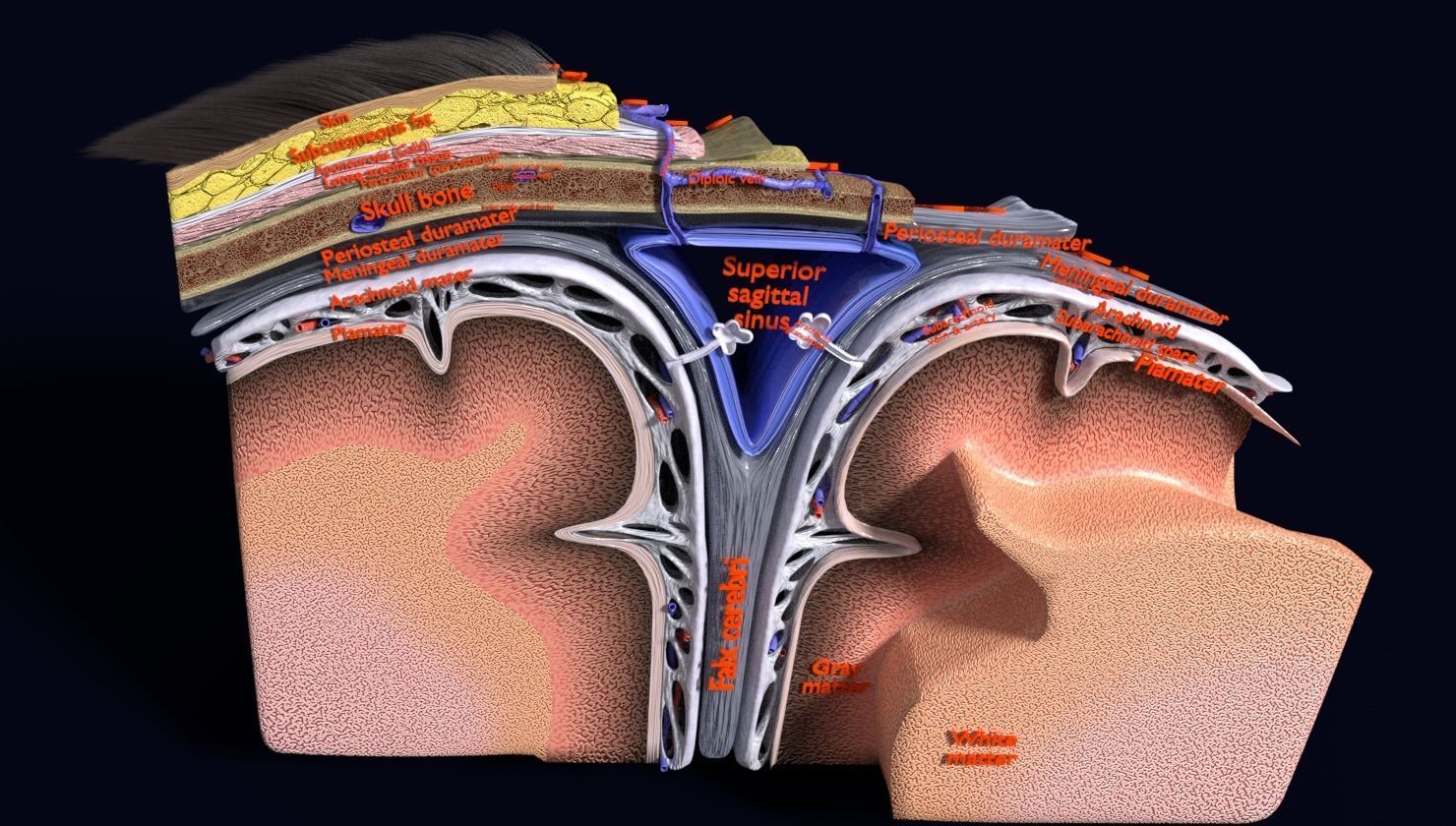 brain with meninges labelled detail 3D model_5
