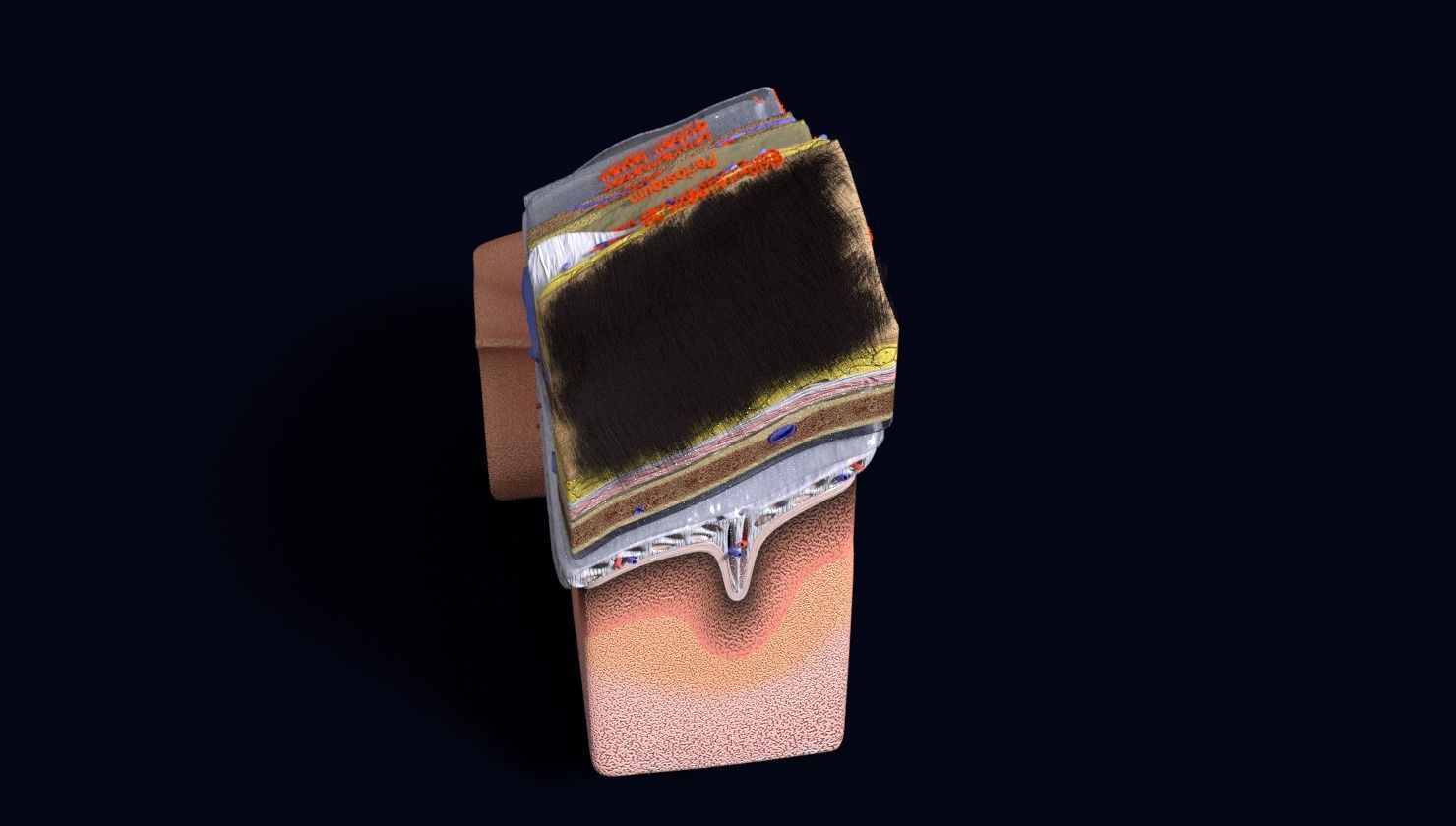 brain with meninges labelled detail 3D model_100