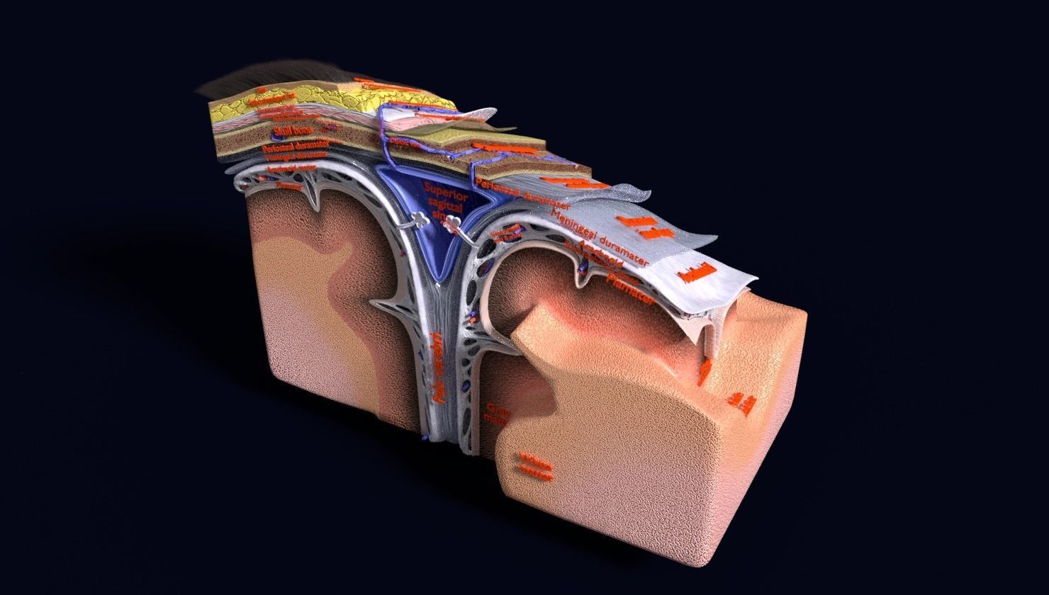 brain with meninges labelled detail 3D model_76
