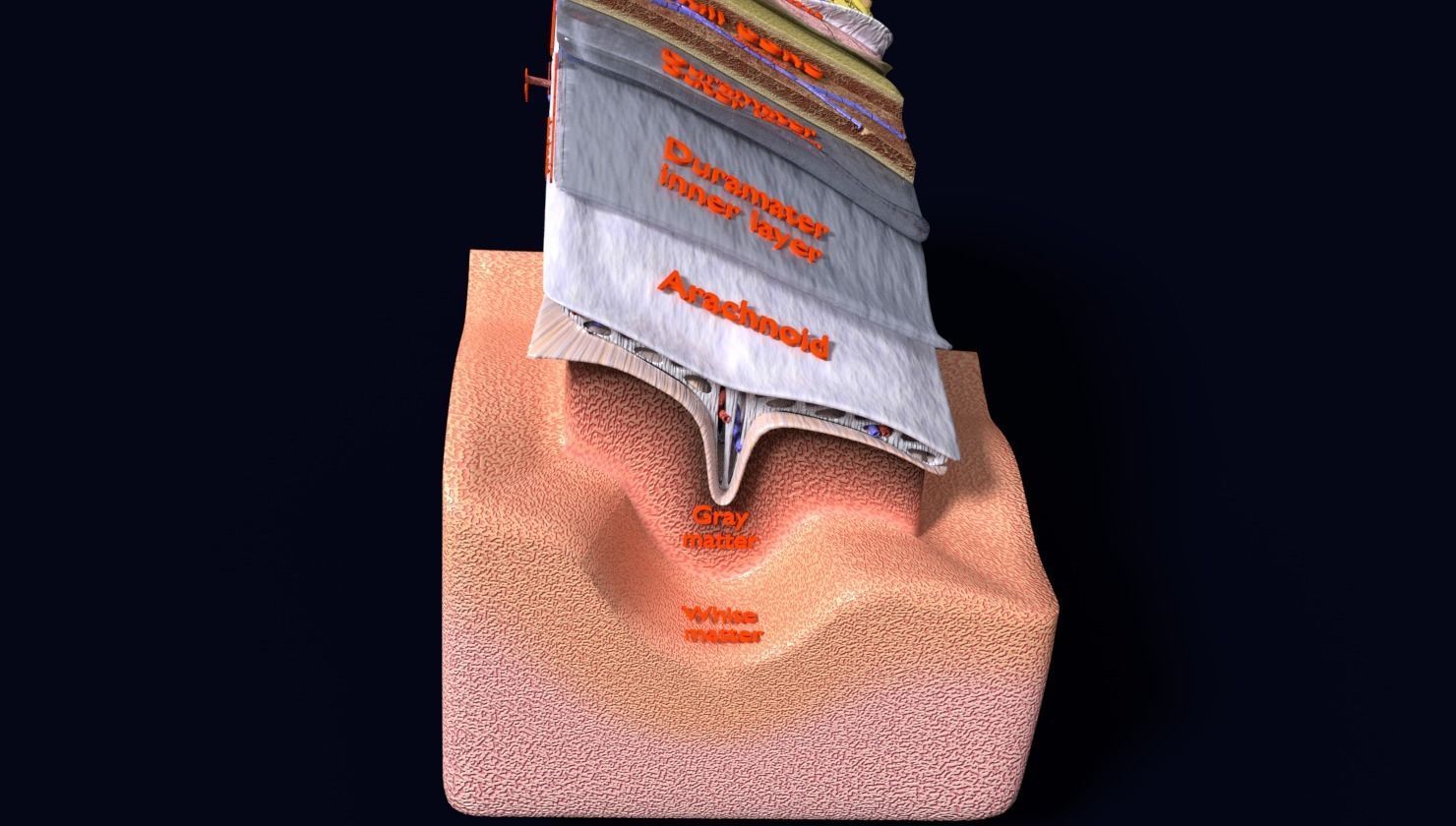 brain with meninges labelled detail 3D model_16