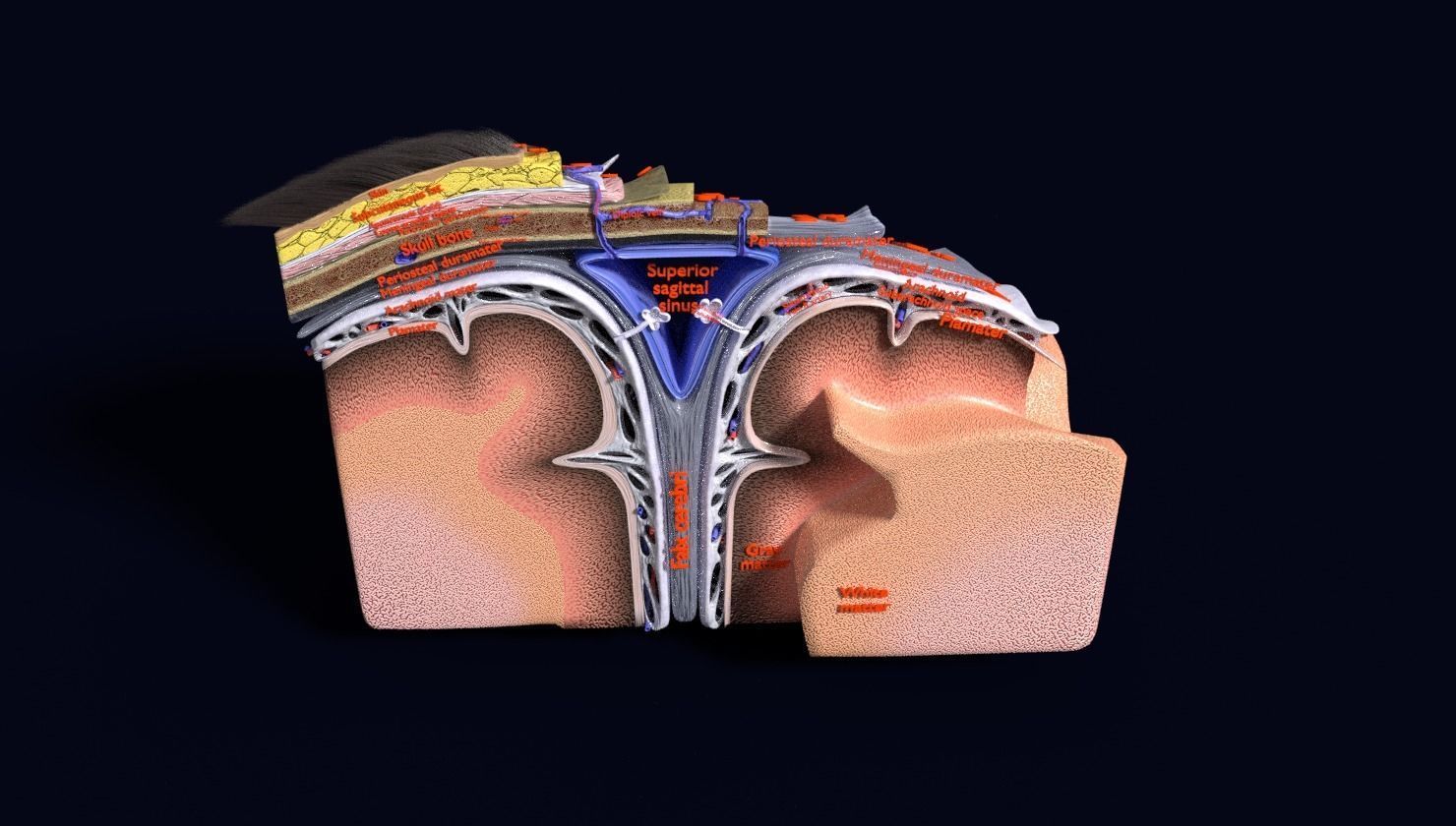 brain with meninges labelled detail 3D model_85