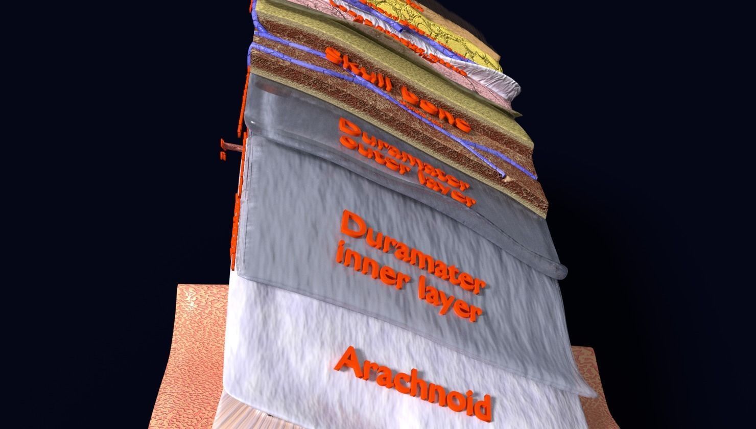 brain with meninges labelled detail 3D model_36