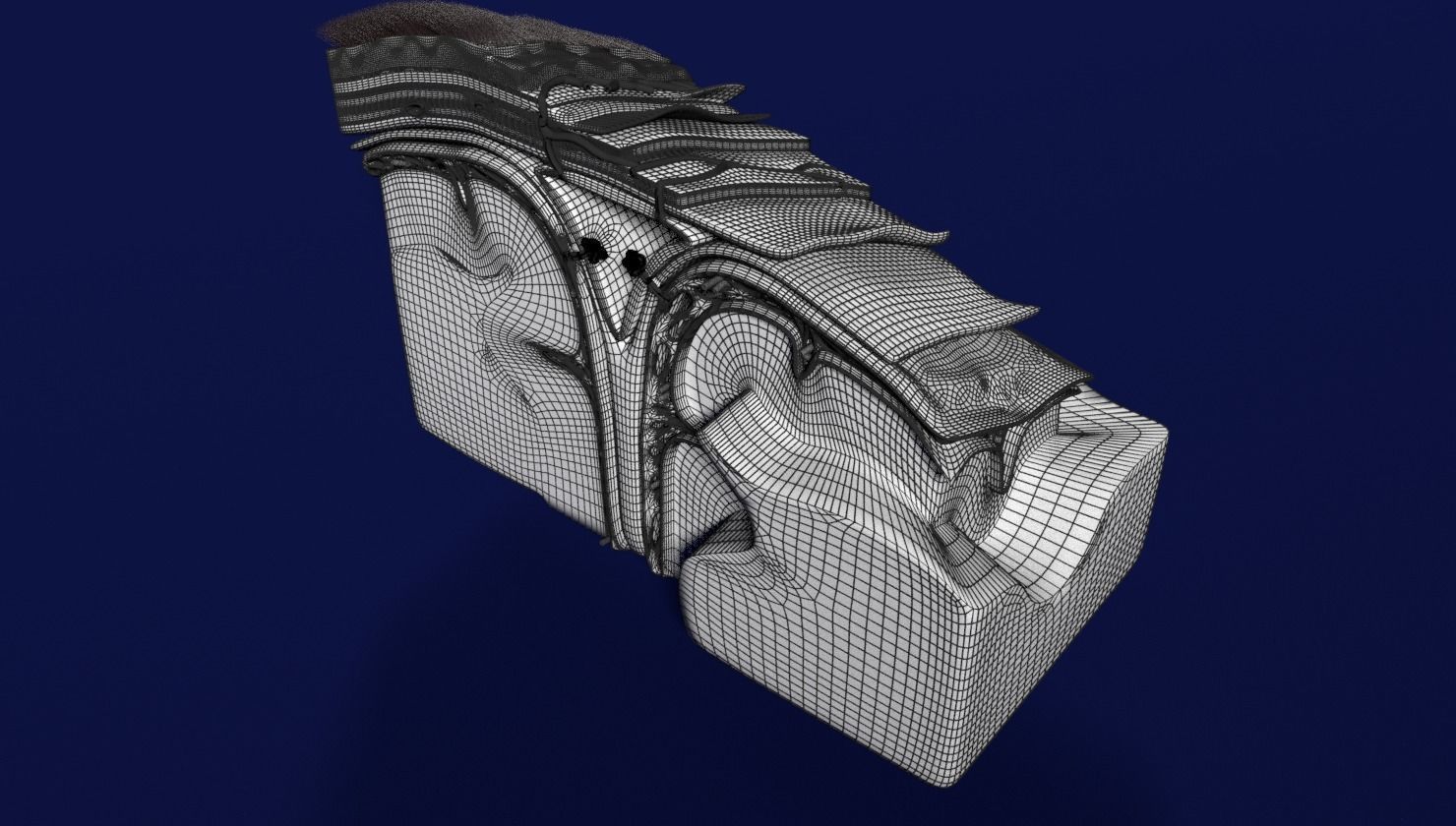 brain with meninges labelled detail 3D model_29