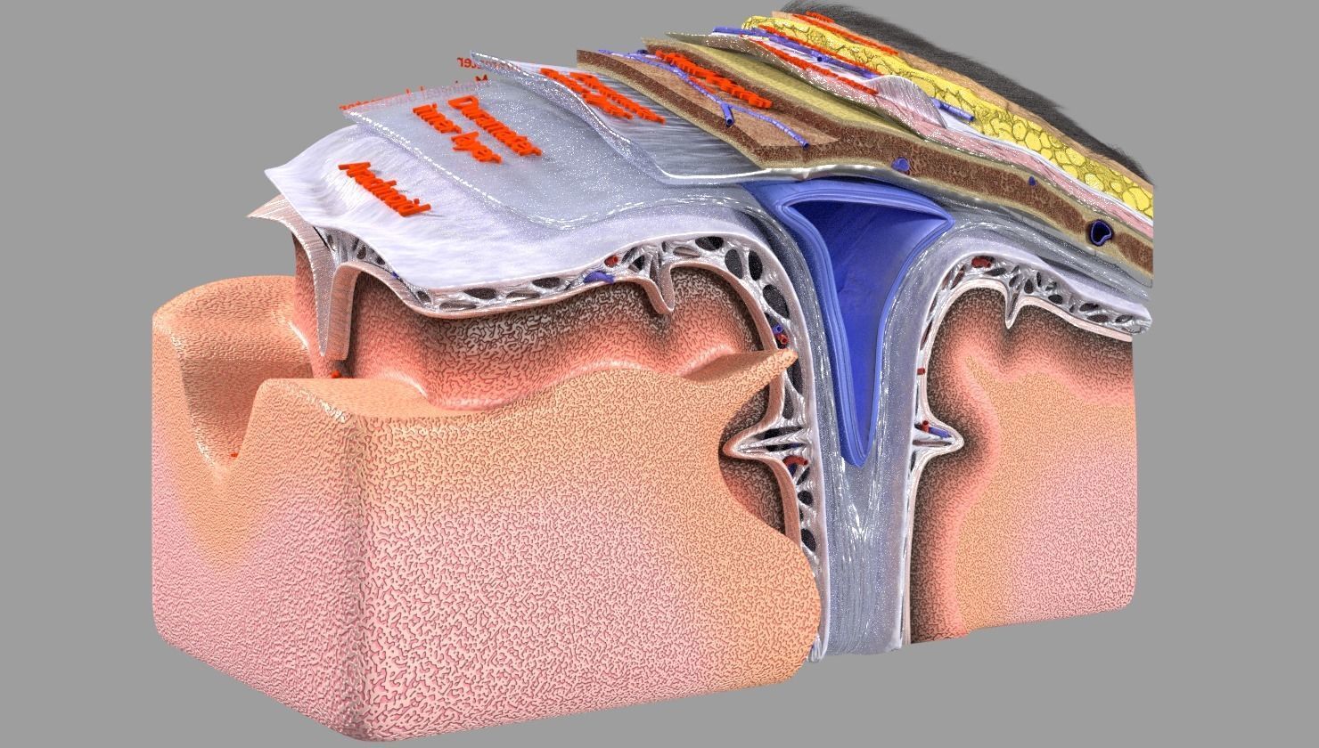 brain with meninges labelled detail 3D model_3