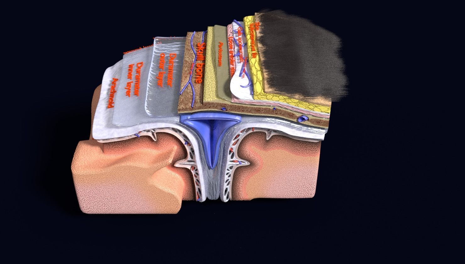 brain with meninges labelled detail 3D model_120
