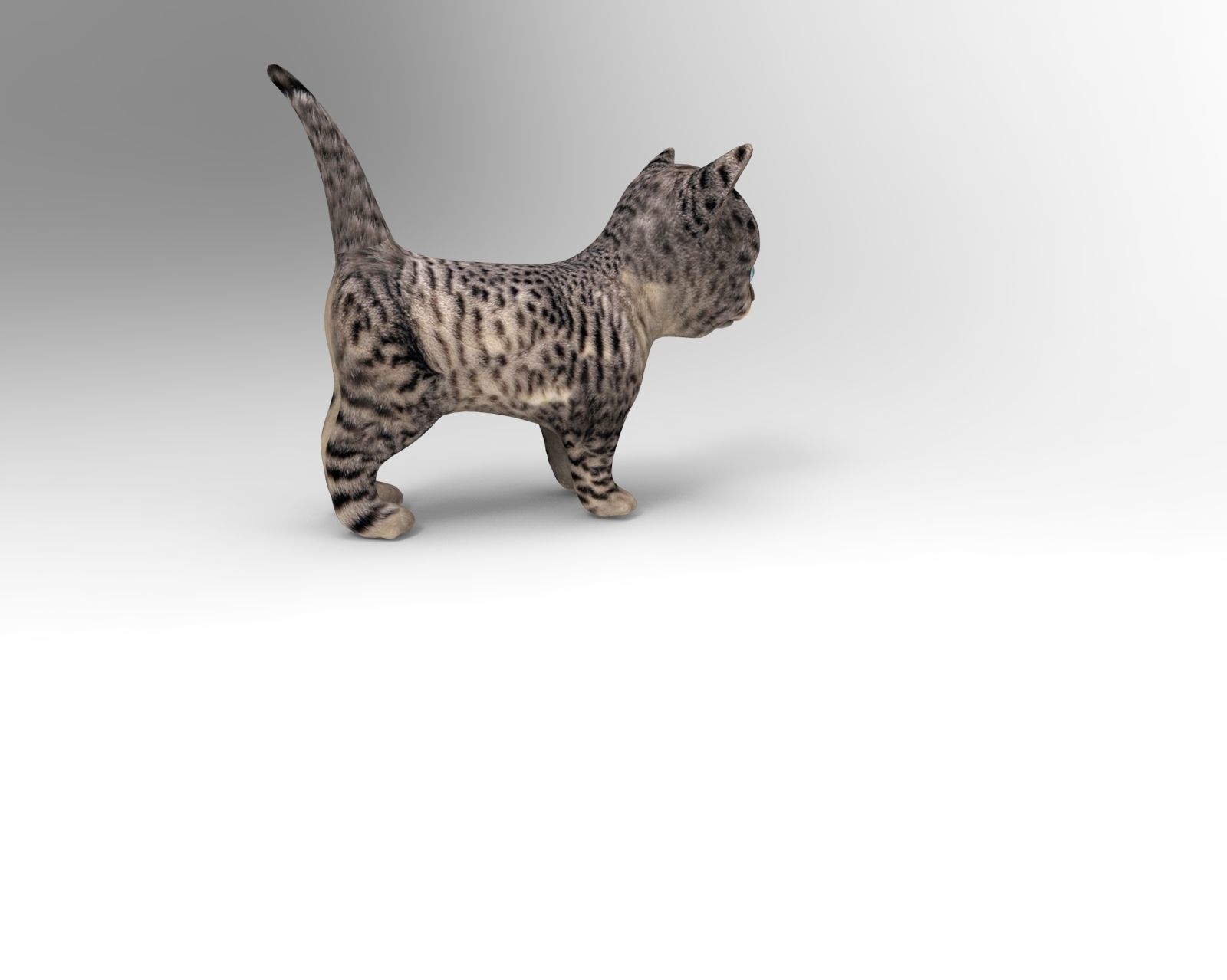 3D wild cat low poly  Low-poly 3D model_4