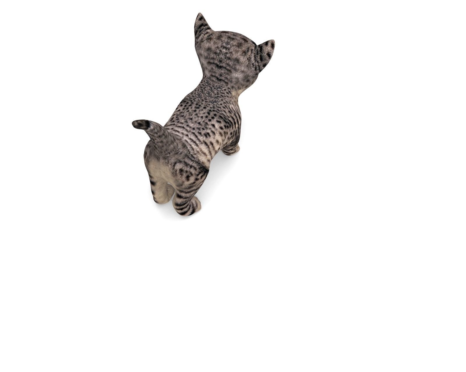3D wild cat low poly  Low-poly 3D model_6