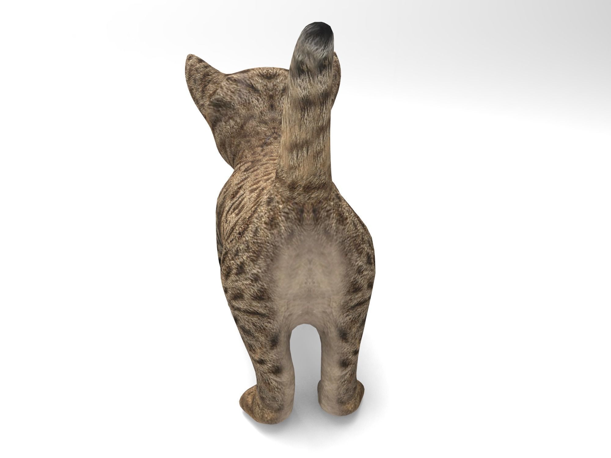 3D Tamed Cute Cat  Low-poly 3D model_5