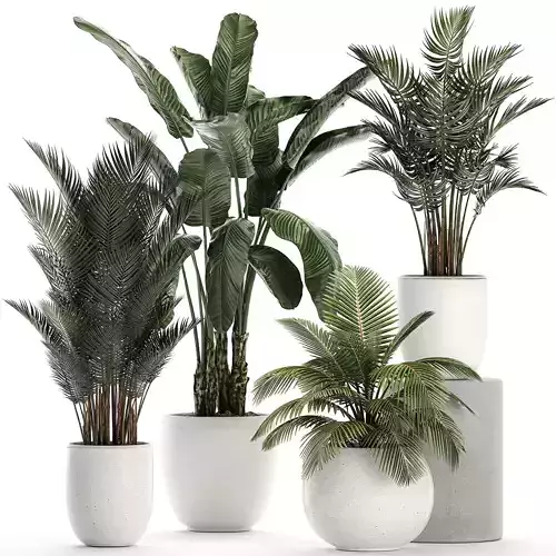 Plants in a white pot for the interior 673
