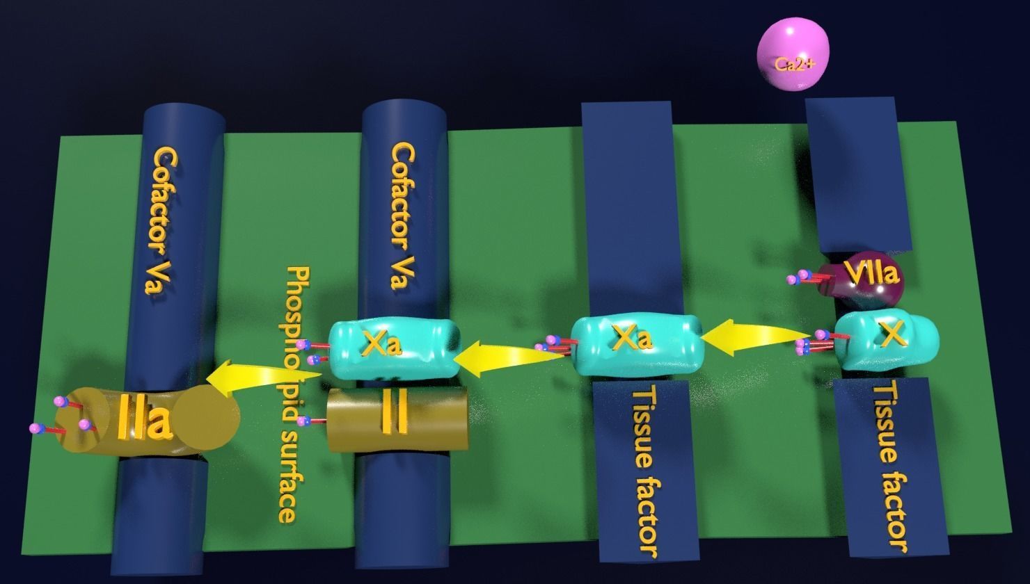 COAGULATION CASCADE COMMON PATHWAY 3D model_4