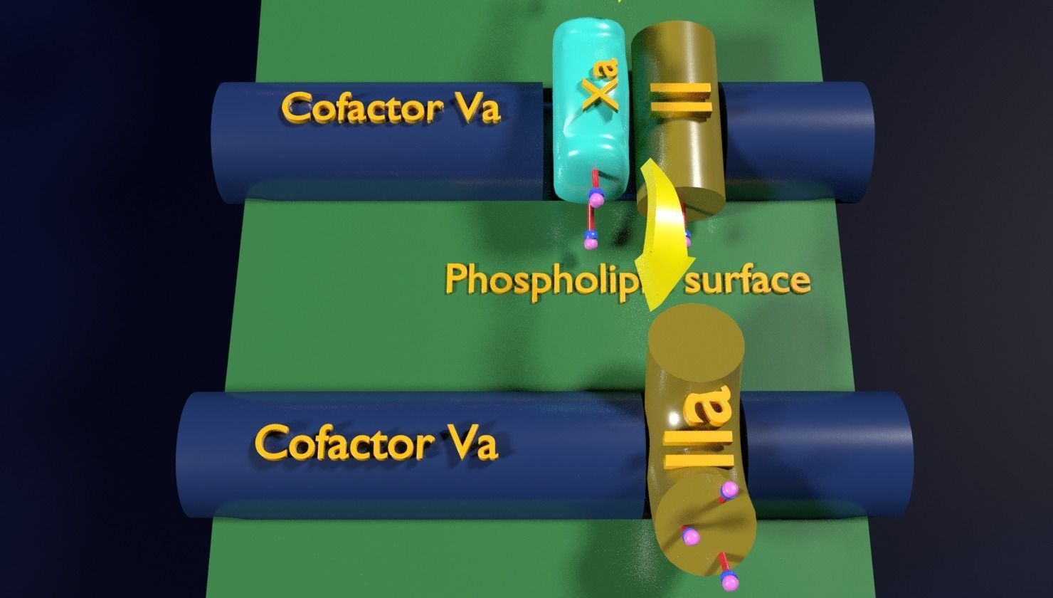 COAGULATION CASCADE COMMON PATHWAY 3D model_3