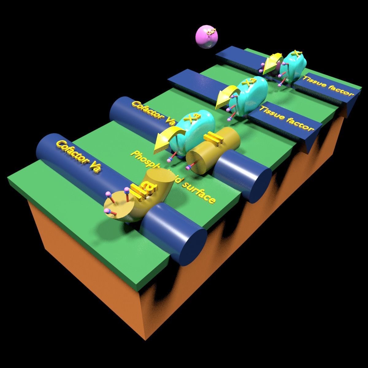 COAGULATION CASCADE COMMON PATHWAY 3D model_7