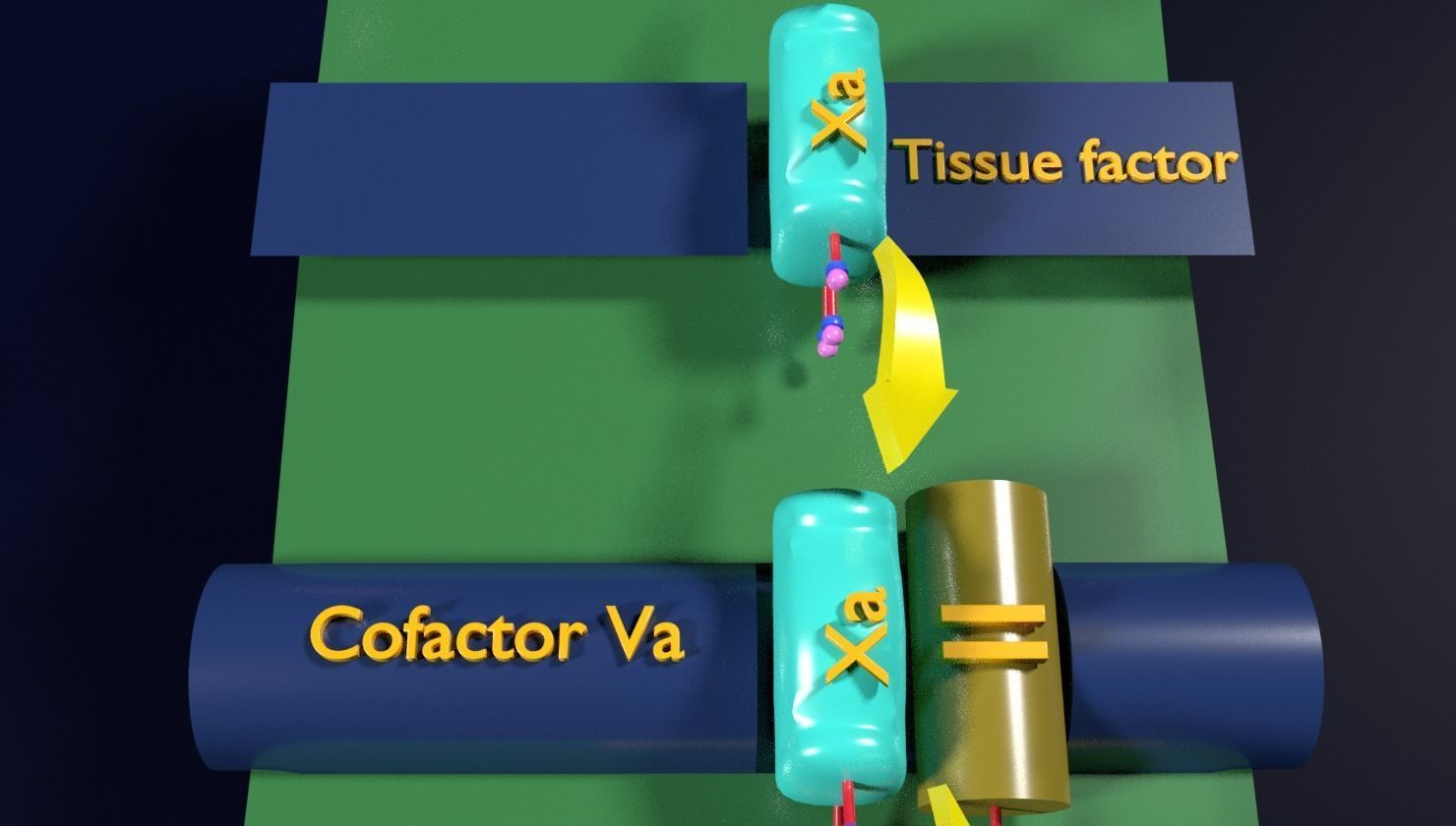 COAGULATION CASCADE COMMON PATHWAY 3D model_2